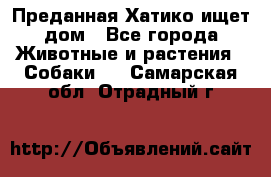 Преданная Хатико ищет дом - Все города Животные и растения » Собаки   . Самарская обл.,Отрадный г.